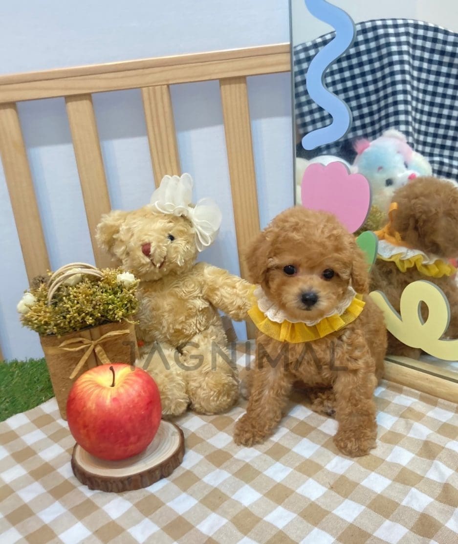 Poodle puppy for sale, dog for sale at Tagnimal