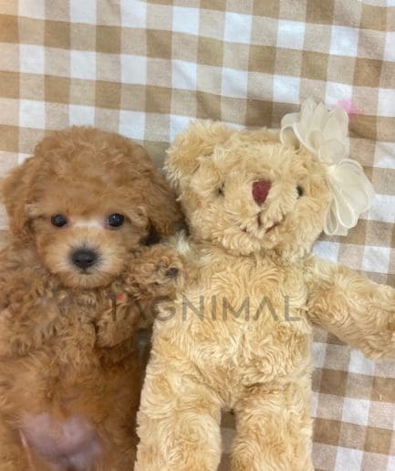 Poodle puppy for sale, dog for sale at Tagnimal