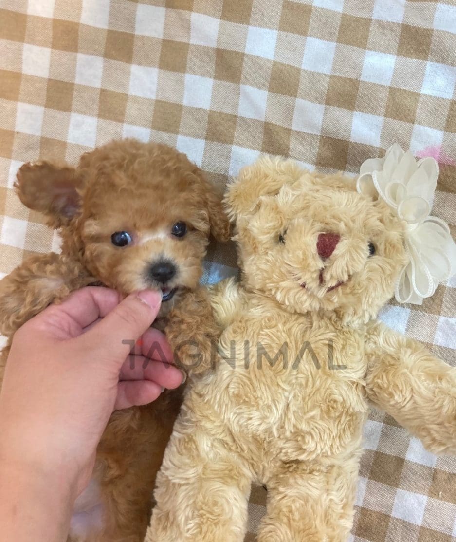 Poodle puppy for sale, dog for sale at Tagnimal