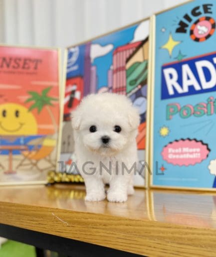 Maltese puppy for sale, dog for sale at Tagnimal