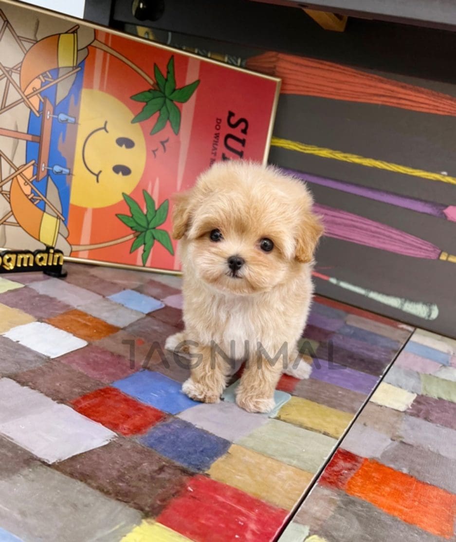 Maltipoo puppy for sale, dog for sale at Tagnimal