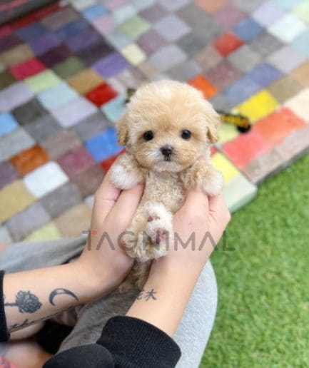 Maltipoo puppy for sale, dog for sale at Tagnimal