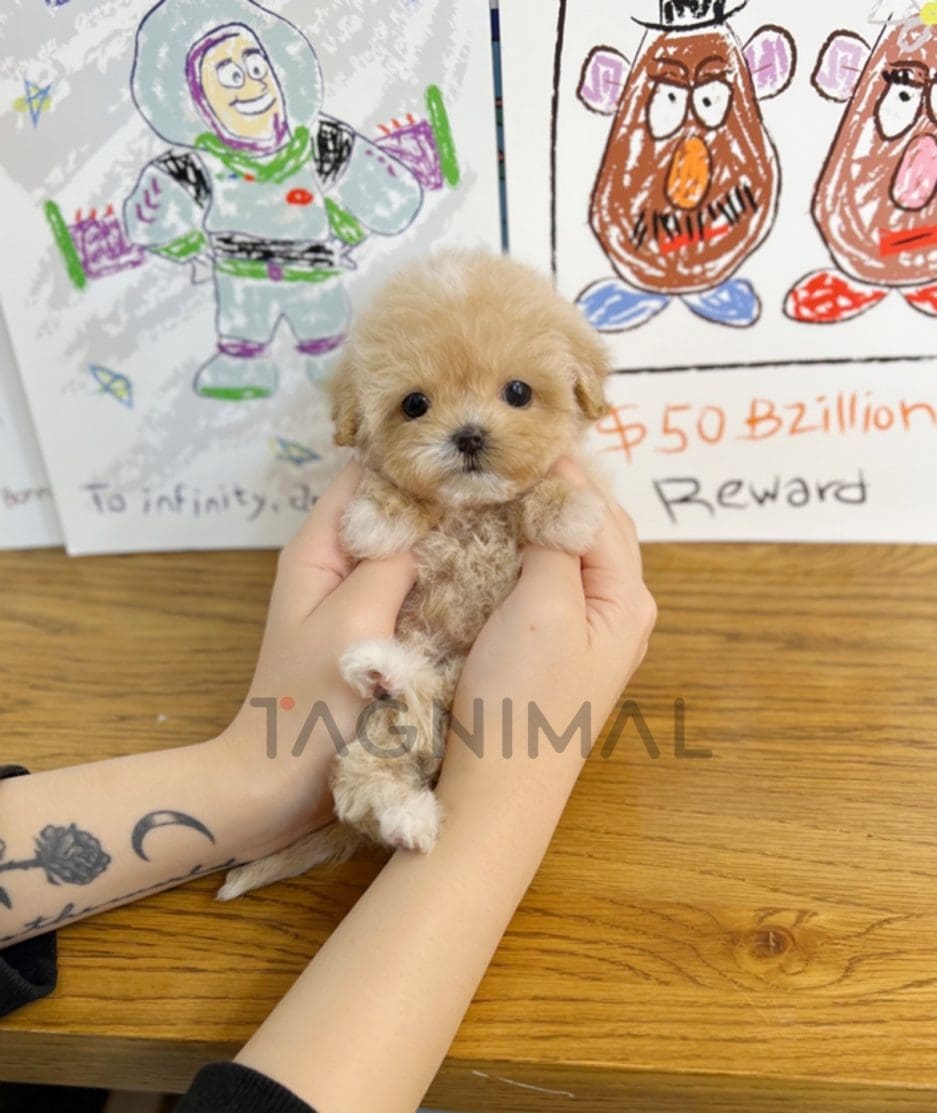 Maltipoo puppy for sale, dog for sale at Tagnimal