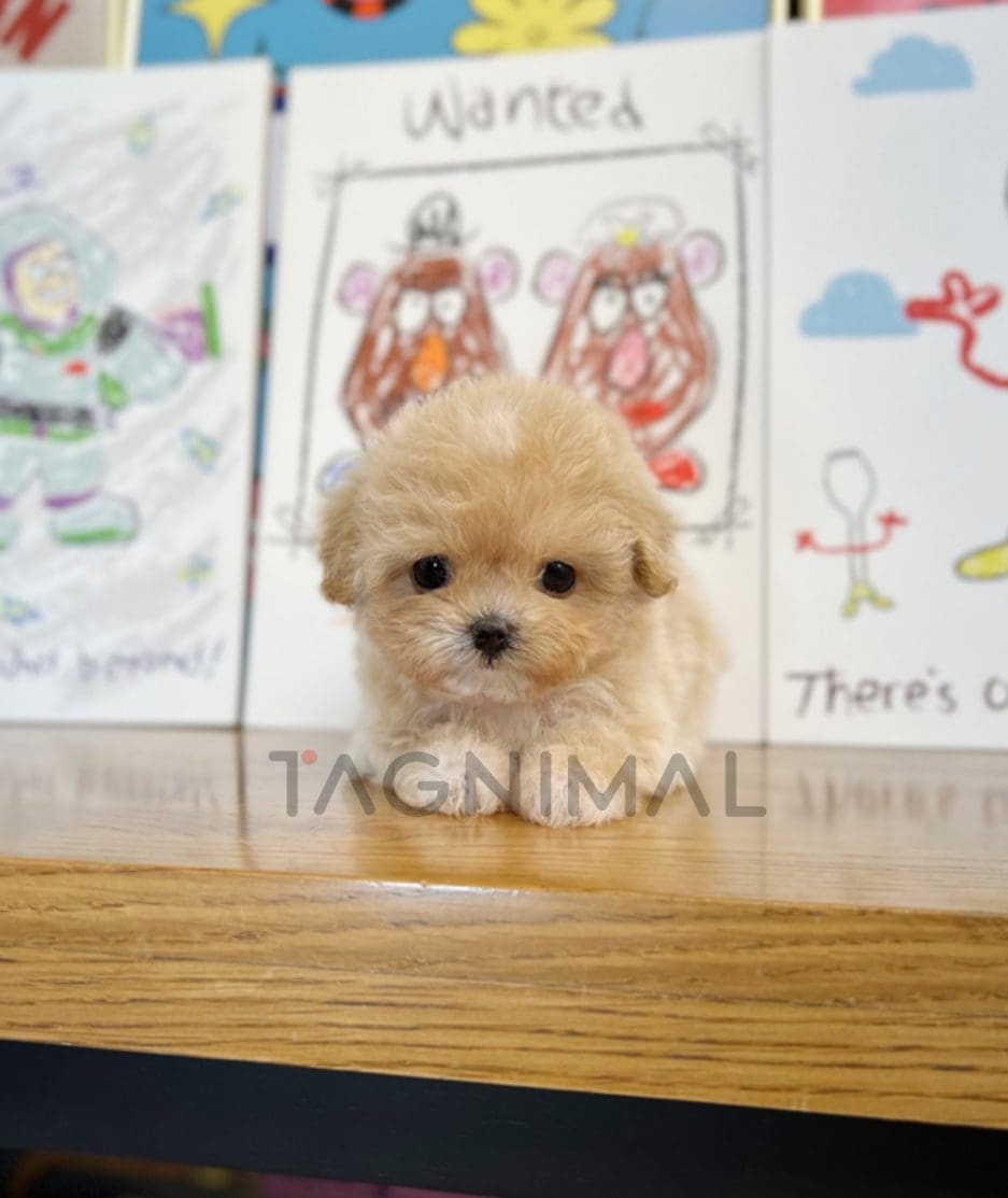 Maltipoo puppy for sale, dog for sale at Tagnimal