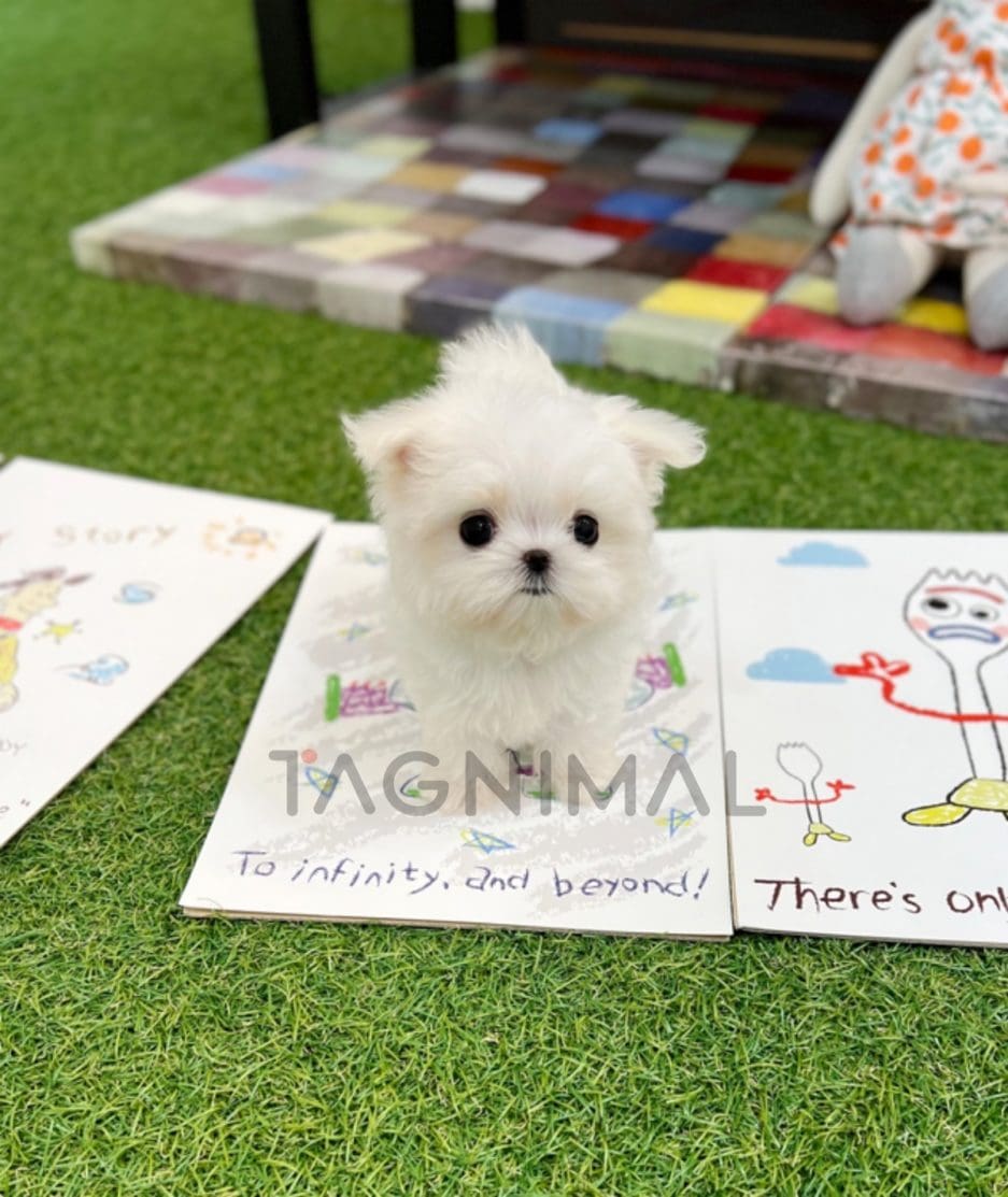 Maltese puppy for sale, dog for sale at Tagnimal