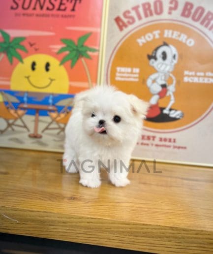 Maltese puppy for sale, dog for sale at Tagnimal