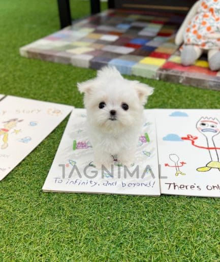 Maltese puppy for sale, dog for sale at Tagnimal