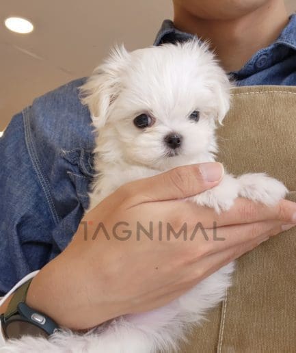 Maltese puppy for sale, dog for sale at Tagnimal