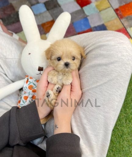 Maltipoo puppy for sale, dog for sale at Tagnimal