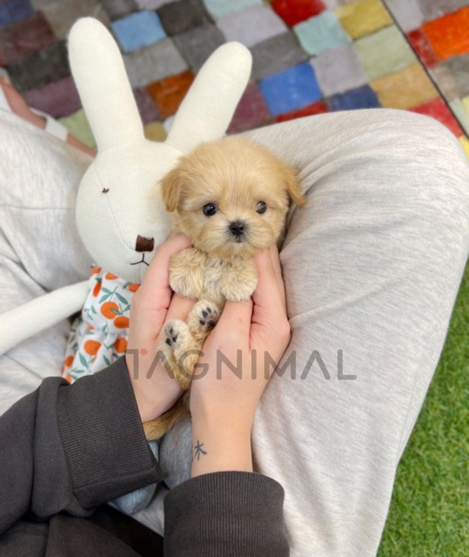 Maltipoo puppy for sale, dog for sale at Tagnimal