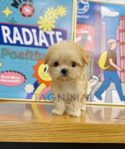 Maltipoo puppy for sale, dog for sale at Tagnimal