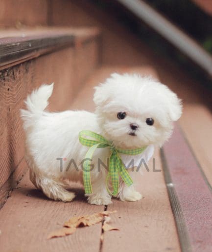 Maltese puppy for sale, dog for sale at Tagnimal 