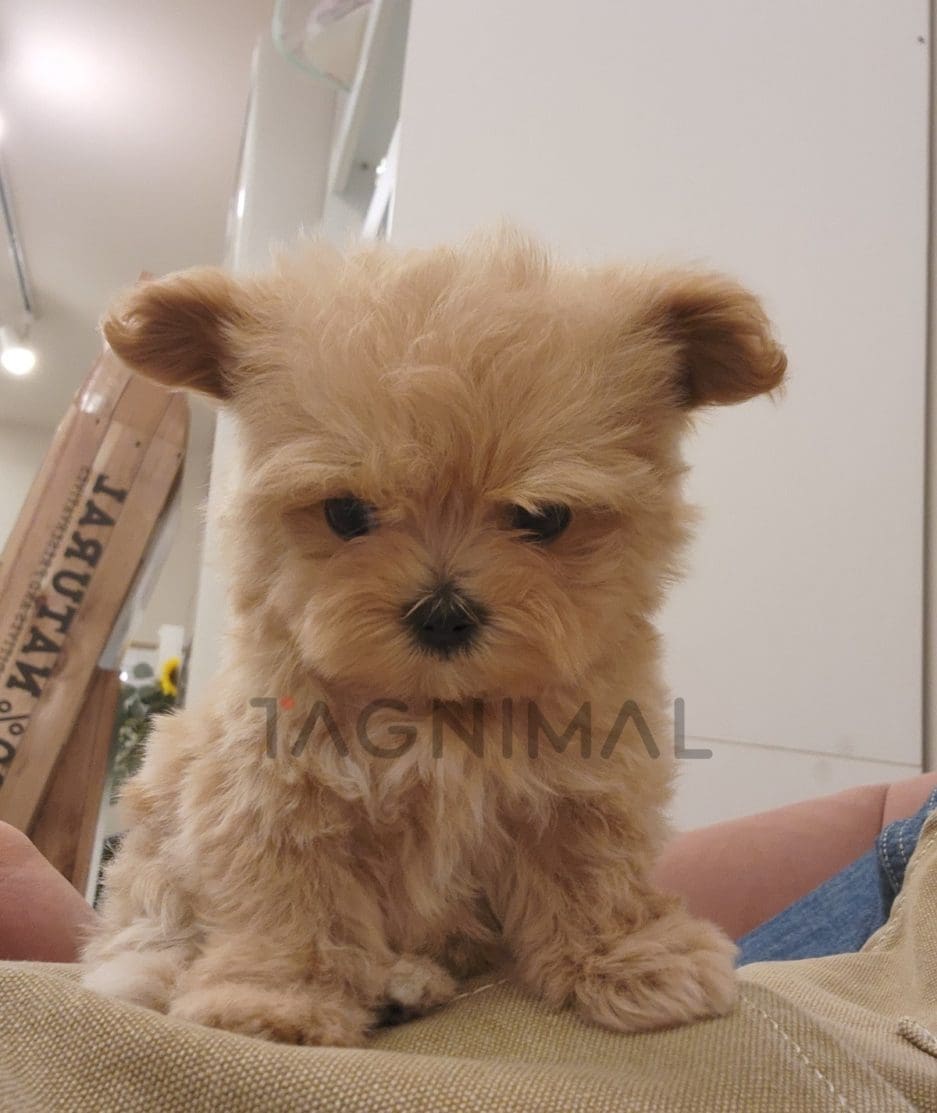 Maltipoo puppy for sale, dog for sale at Tagnimal