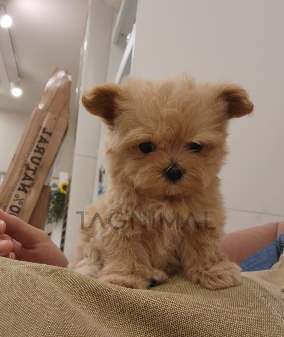 Maltipoo puppy for sale, dog for sale at Tagnimal