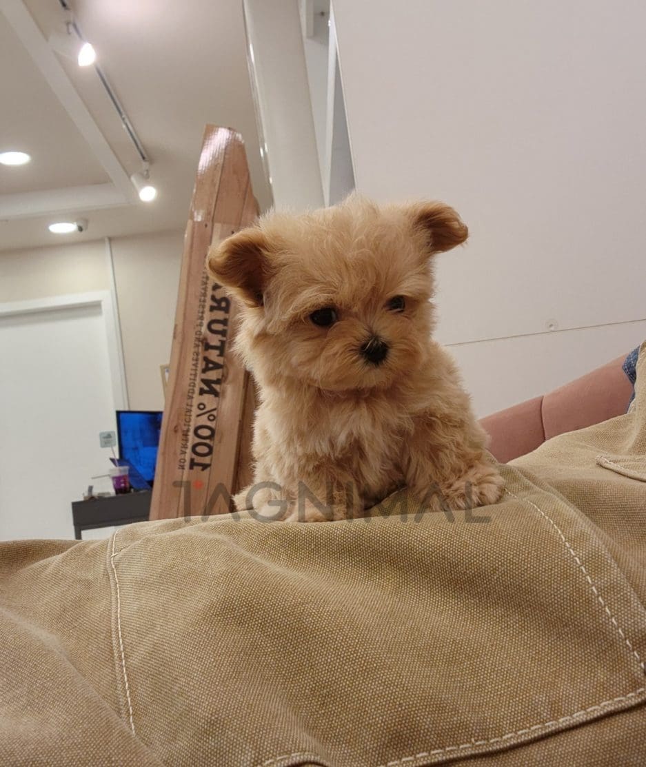 Maltipoo puppy for sale, dog for sale at Tagnimal