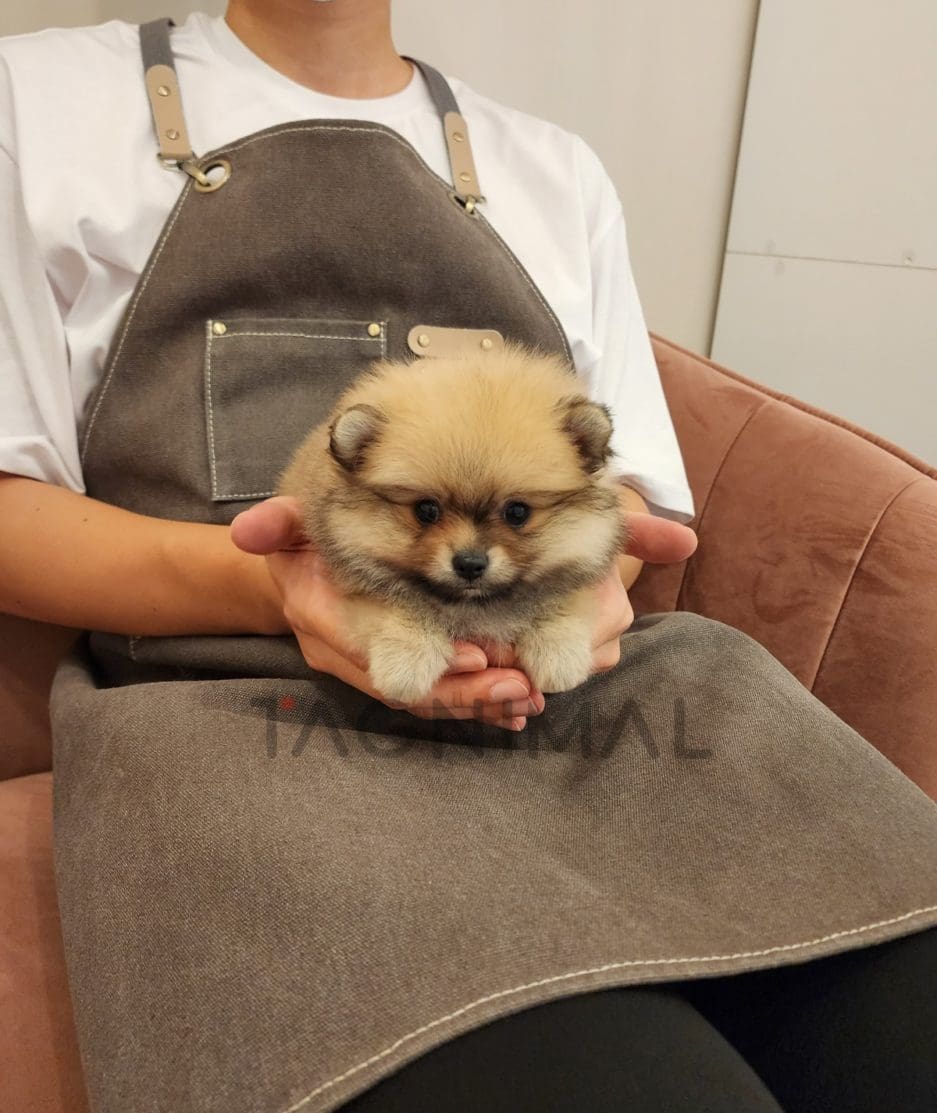 Pomeranian puppy for sale, dog for sale at Tagnimal