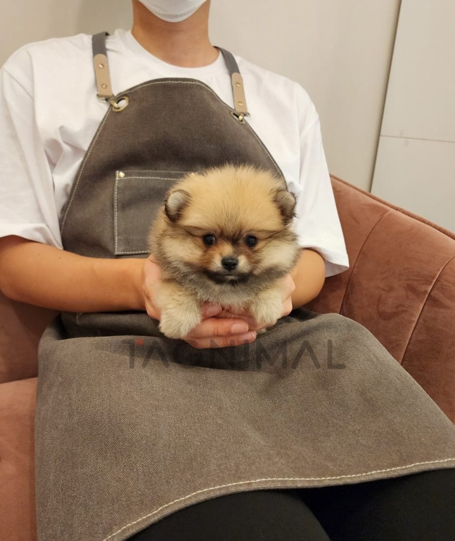 Pomeranian puppy for sale, dog for sale at Tagnimal