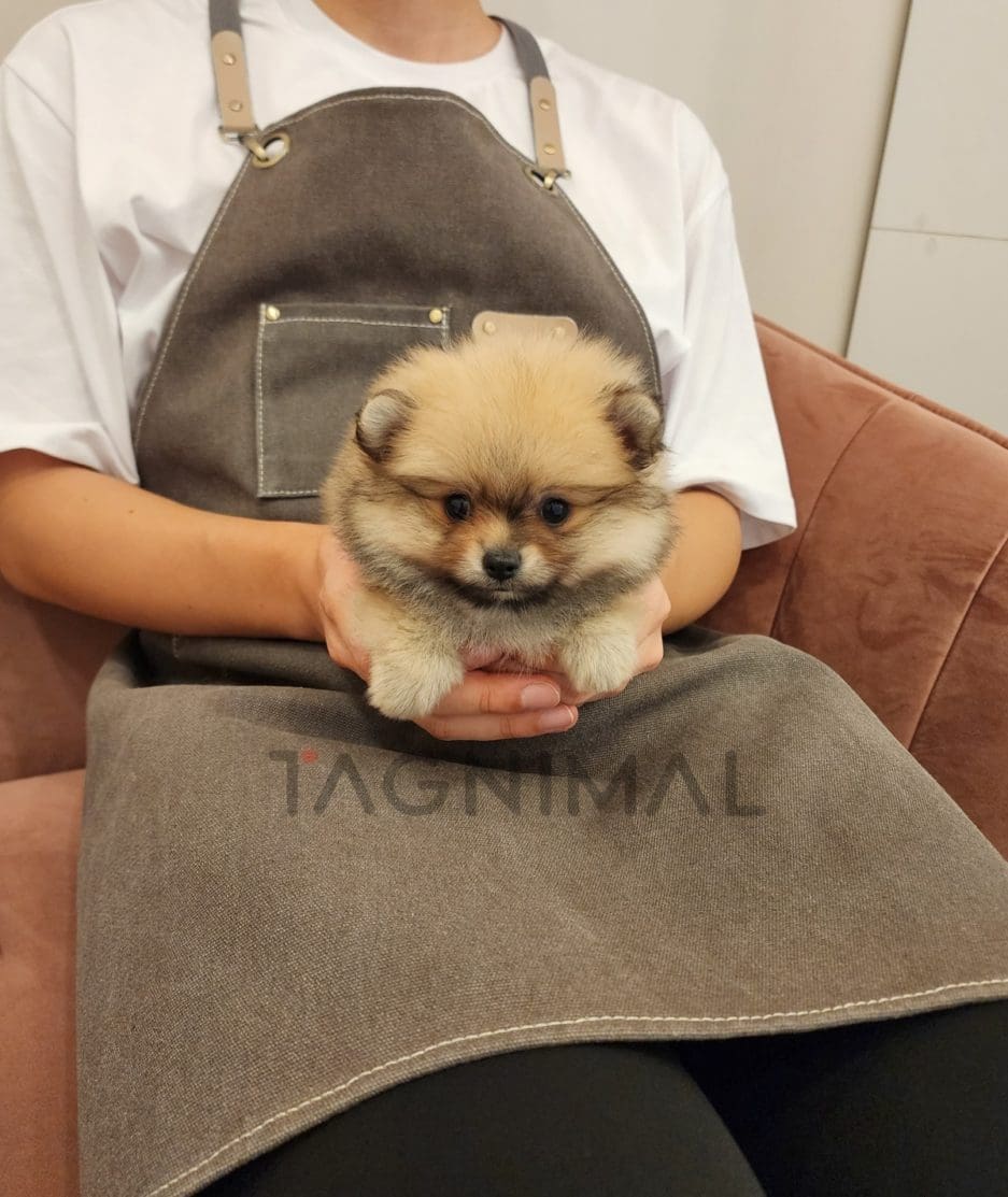 Pomeranian puppy for sale, dog for sale at Tagnimal