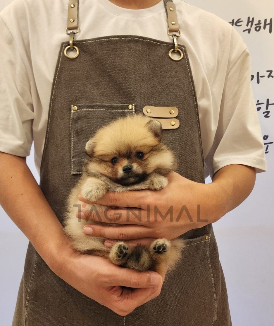 Pomeranian puppy for sale, dog for sale at Tagnimal