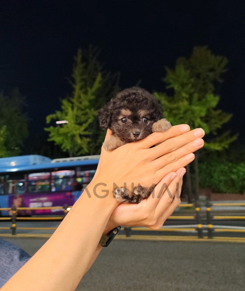 Poodle puppy for sale, dog for sale at Tagnimal