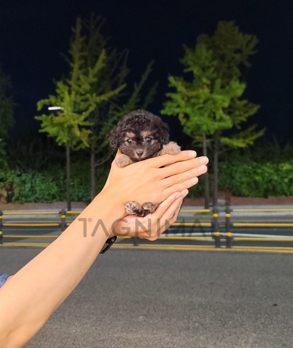 Poodle puppy for sale, dog for sale at Tagnimal