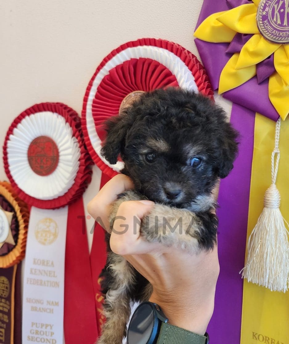 Poodle puppy for sale, dog for sale at Tagnimal