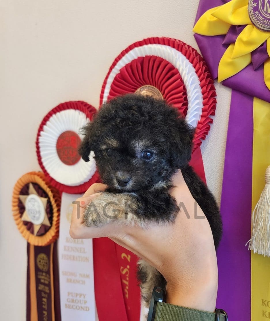 Poodle puppy for sale, dog for sale at Tagnimal