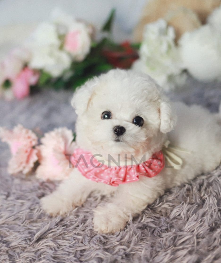 Bichon puppy for sale, dog for sale at Tagnimal 