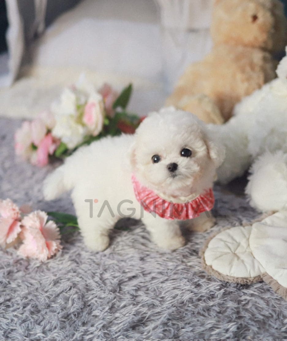 Bichon puppy for sale, dog for sale at Tagnimal 