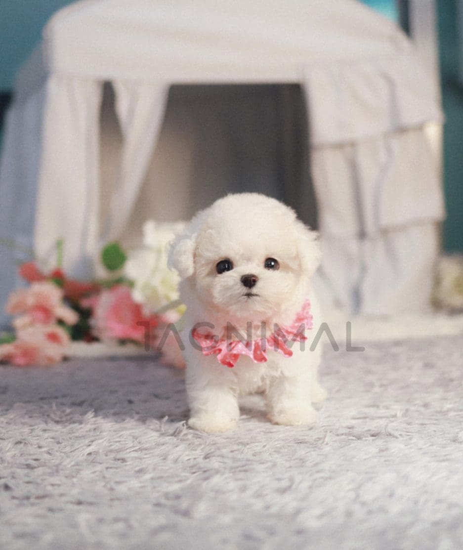 Bichon puppy for sale, dog for sale at Tagnimal 