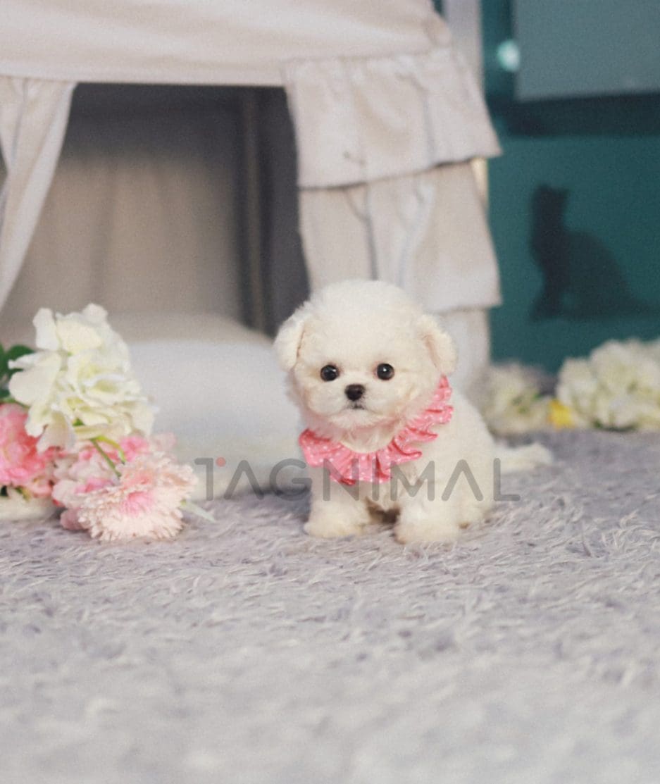 Bichon puppy for sale, dog for sale at Tagnimal 