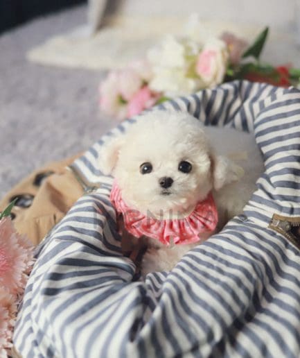 Bichon puppy for sale, dog for sale at Tagnimal 