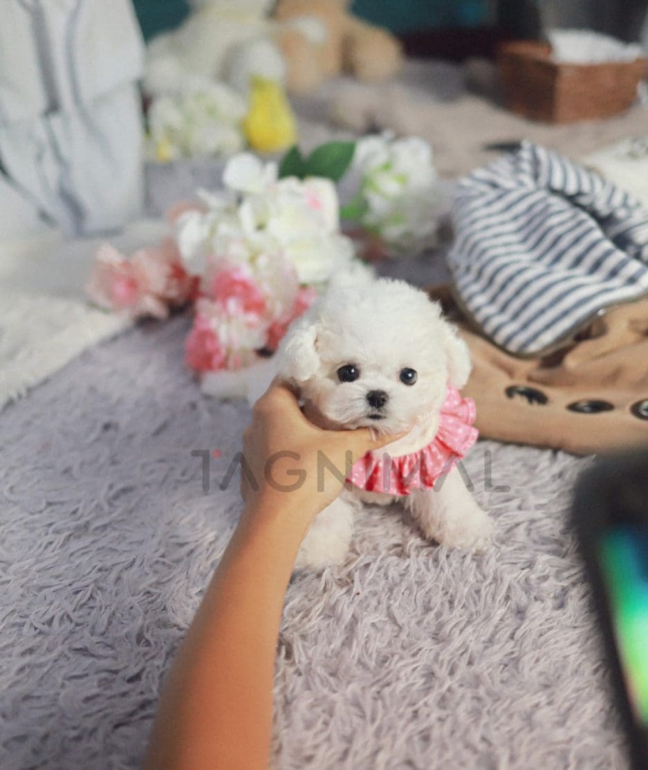 Bichon puppy for sale, dog for sale at Tagnimal 