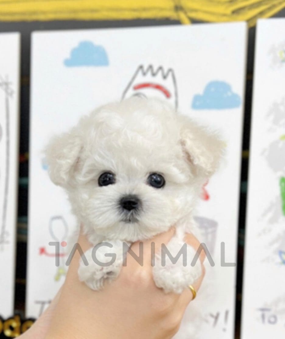 Bichon puppy for sale, dog for sale at Tagnimal