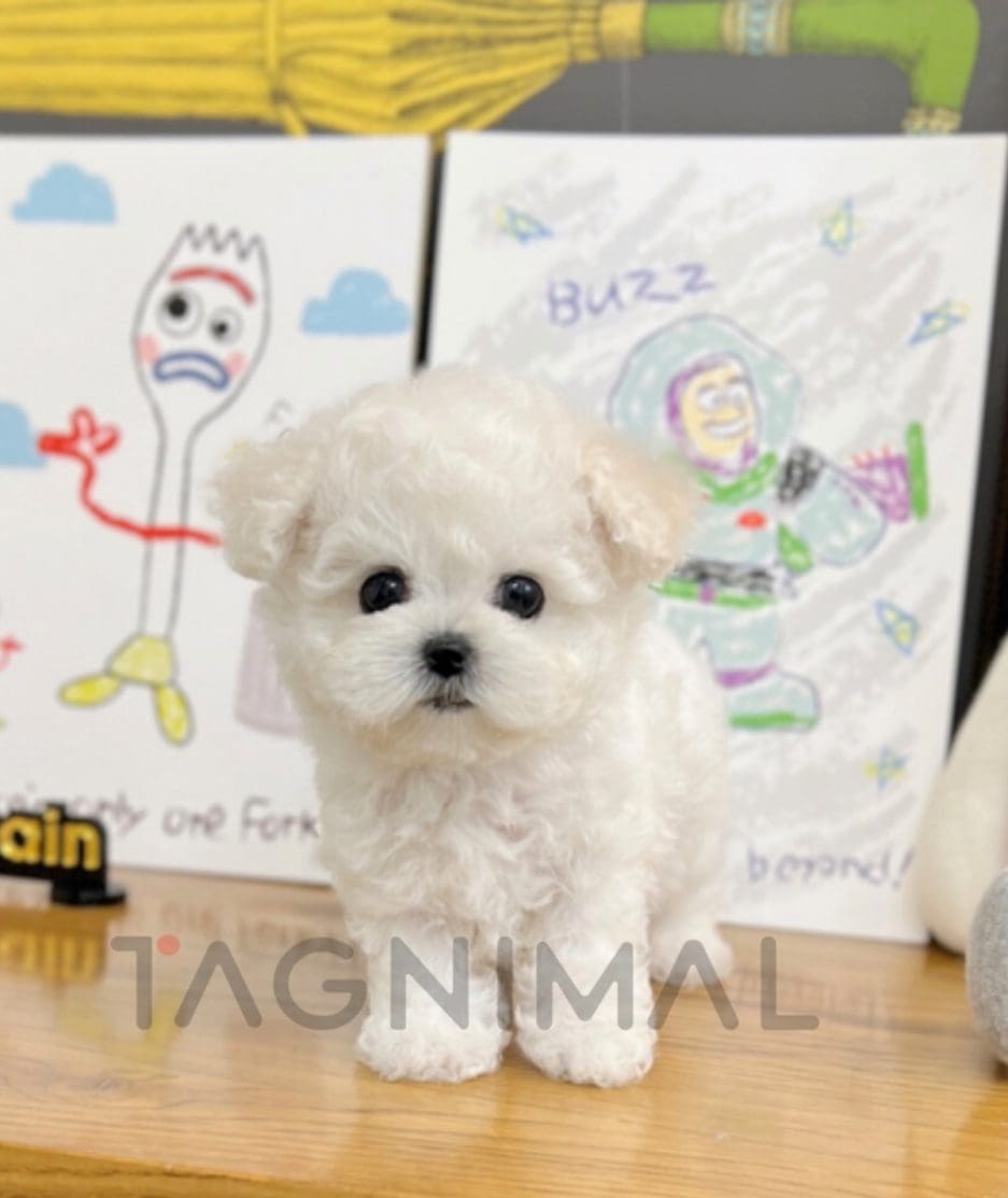 Bichon puppy for sale, dog for sale at Tagnimal