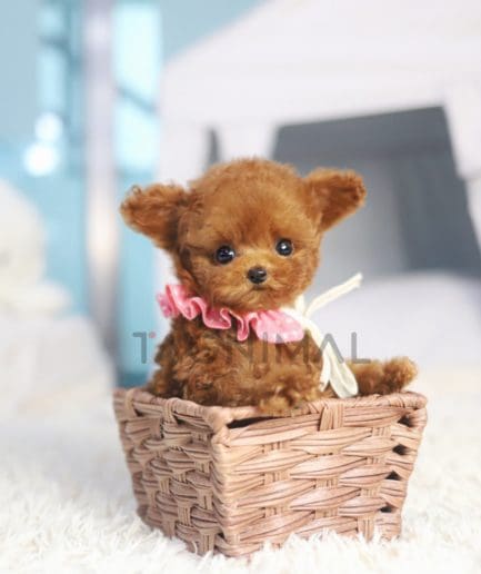 Poodle puppy for sale, dog for sale at Tagnimal