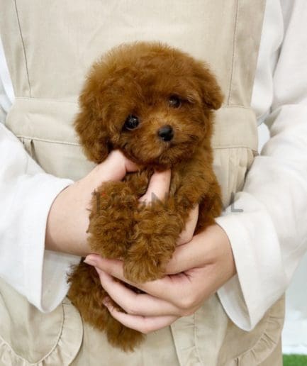 Poodle puppy for sale, dog for sale at Tagnimal