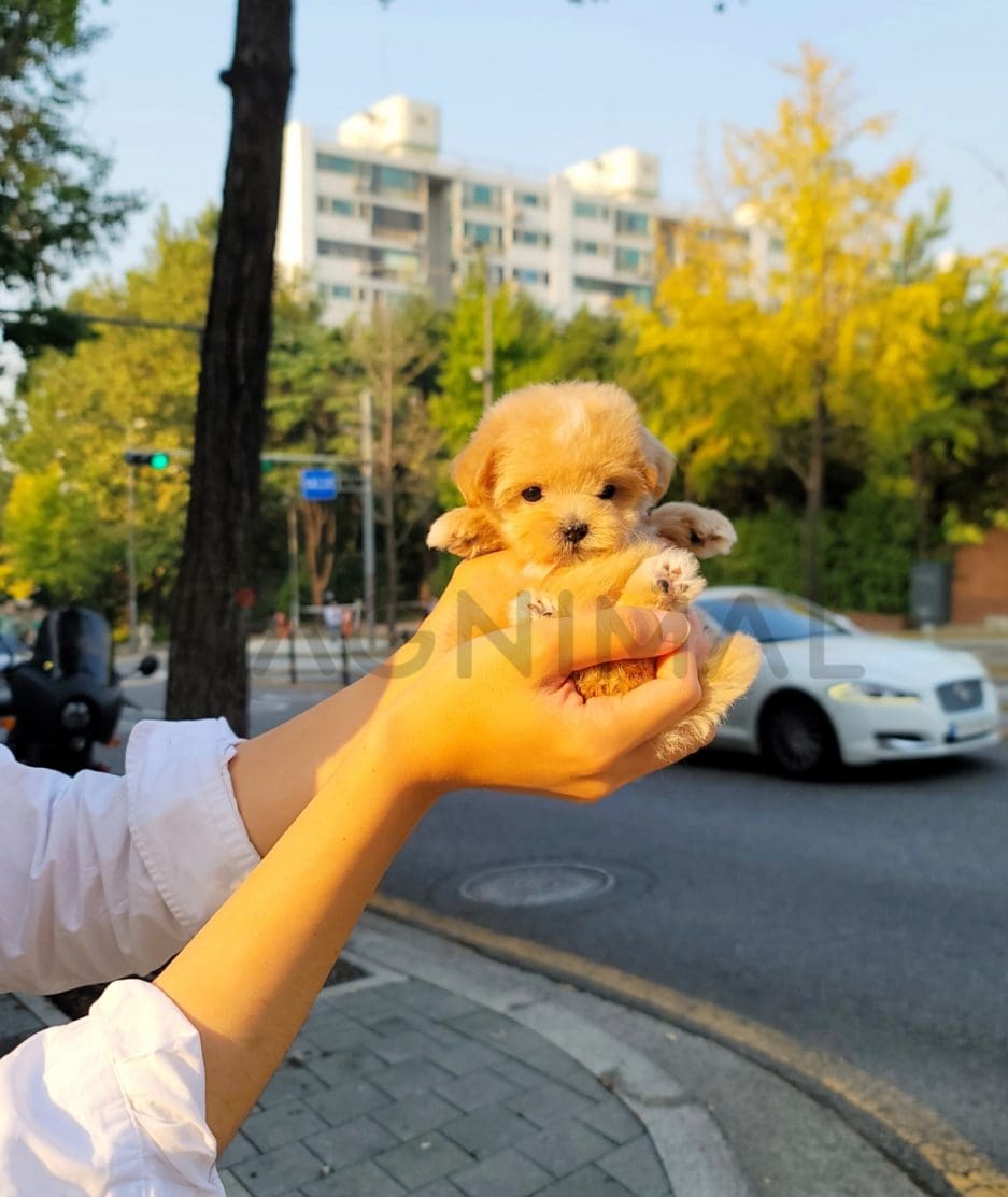 Maltipoo puppy for sale, dog for sale at Tagnimal