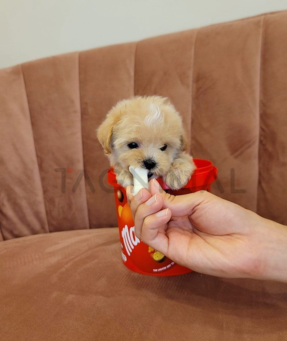 Maltipoo puppy for sale, dog for sale at Tagnimal