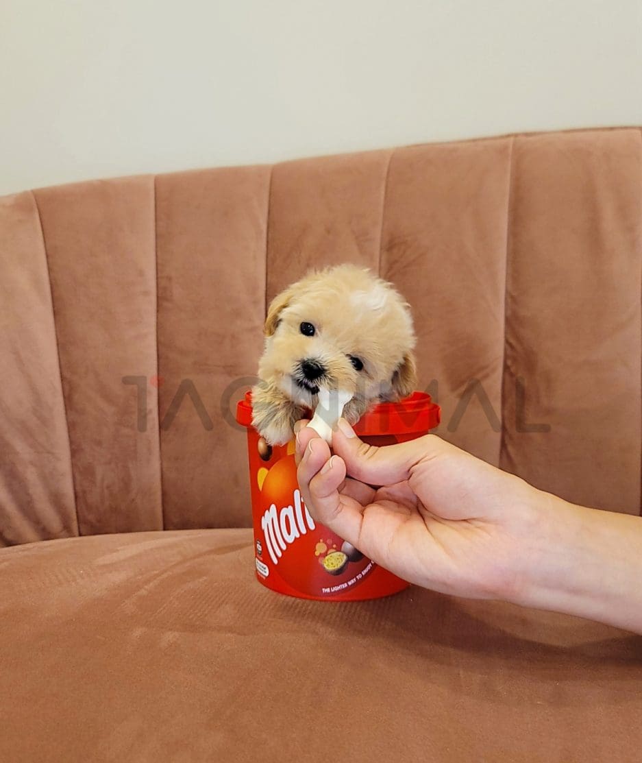 Maltipoo puppy for sale, dog for sale at Tagnimal