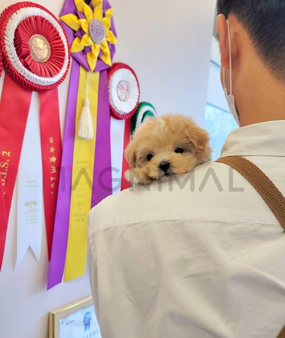 Maltipoo puppy for sale, dog for sale at Tagnimal