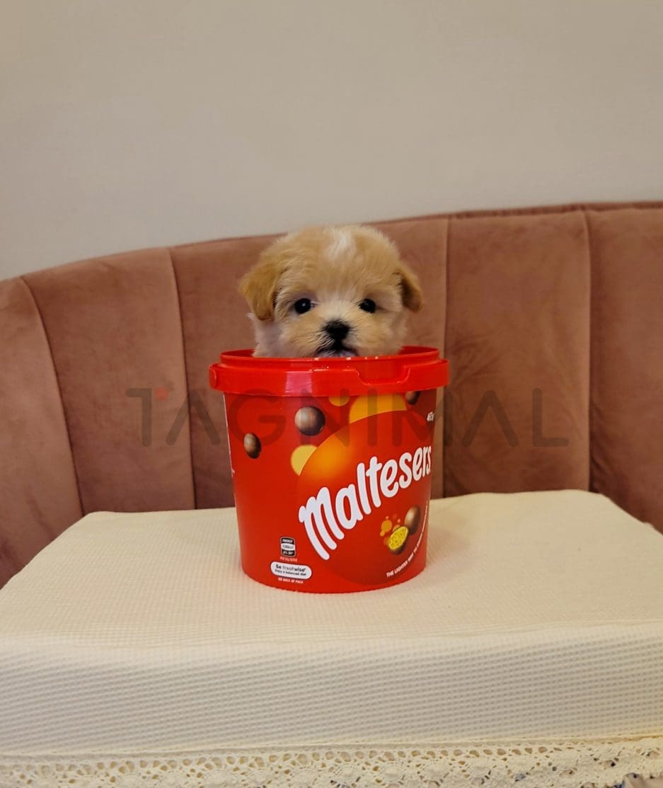 Maltipoo puppy for sale, dog for sale at Tagnimal