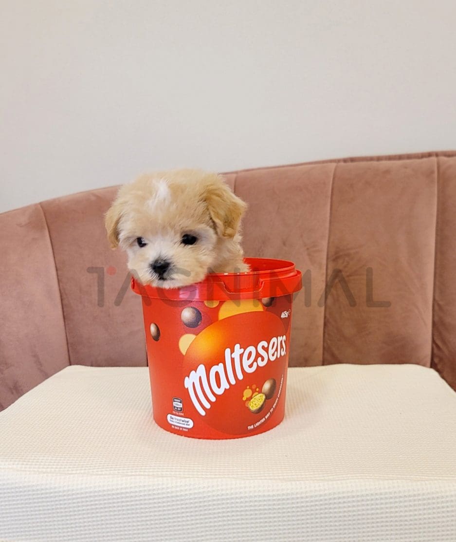 Maltipoo puppy for sale, dog for sale at Tagnimal