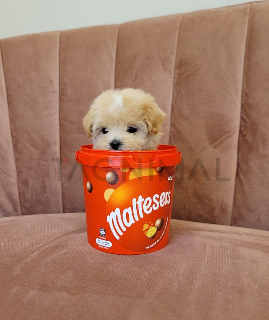 Maltipoo puppy for sale, dog for sale at Tagnimal