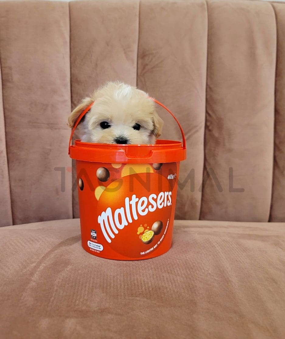 Maltipoo puppy for sale, dog for sale at Tagnimal