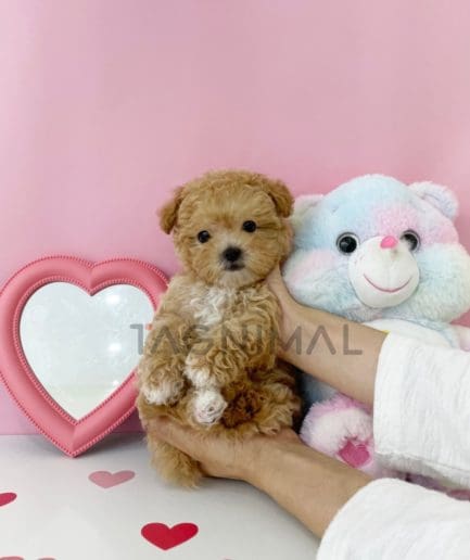 Maltipoo puppy for sale, dog for sale at Tagnimal