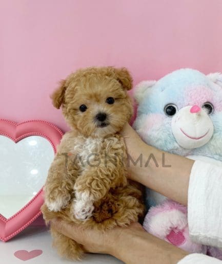 Maltipoo puppy for sale, dog for sale at Tagnimal