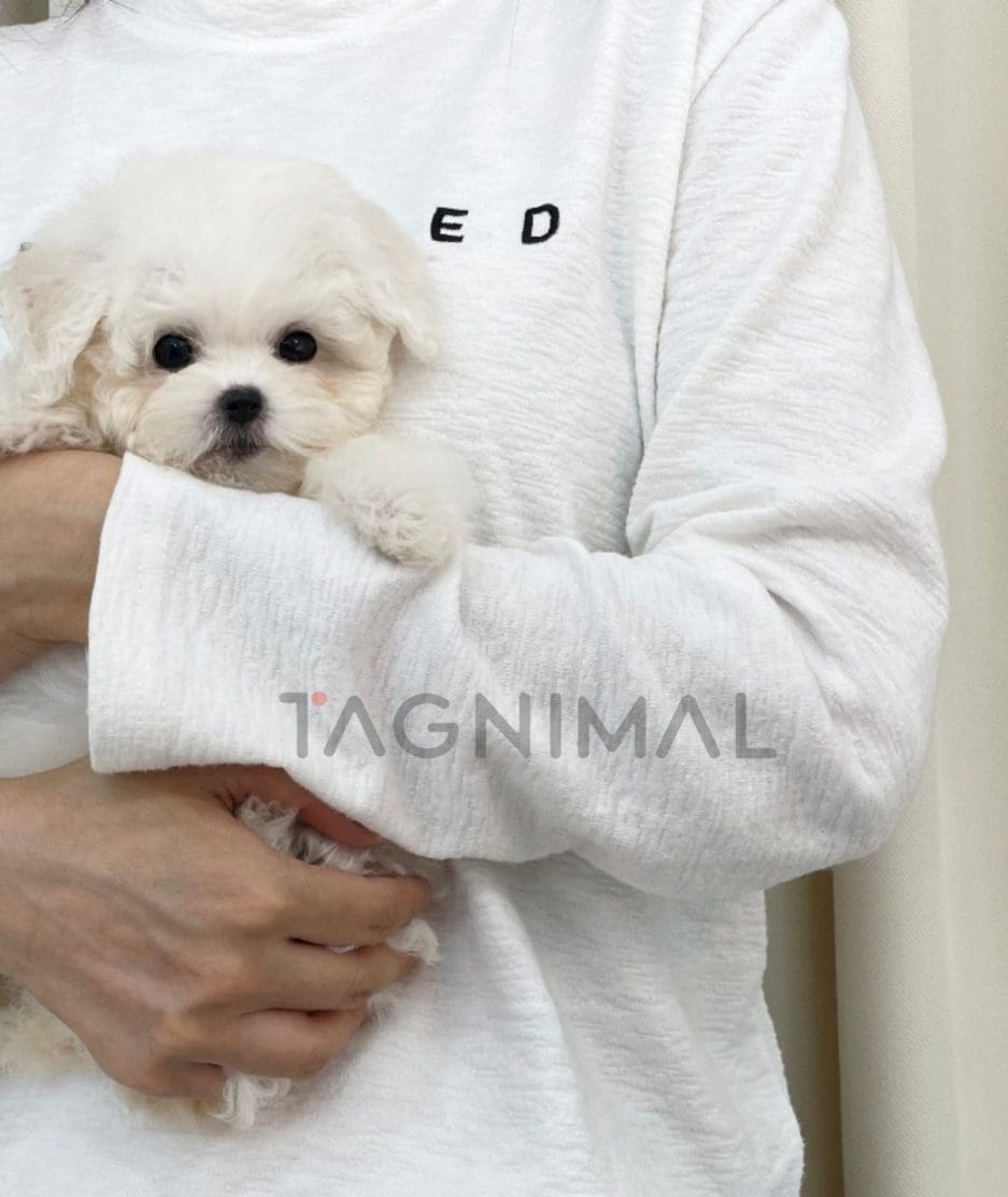 Bichon puppy for sale, dog for sale at Tagnimal