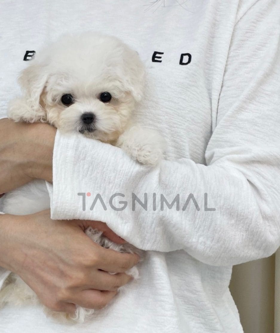 Bichon puppy for sale, dog for sale at Tagnimal