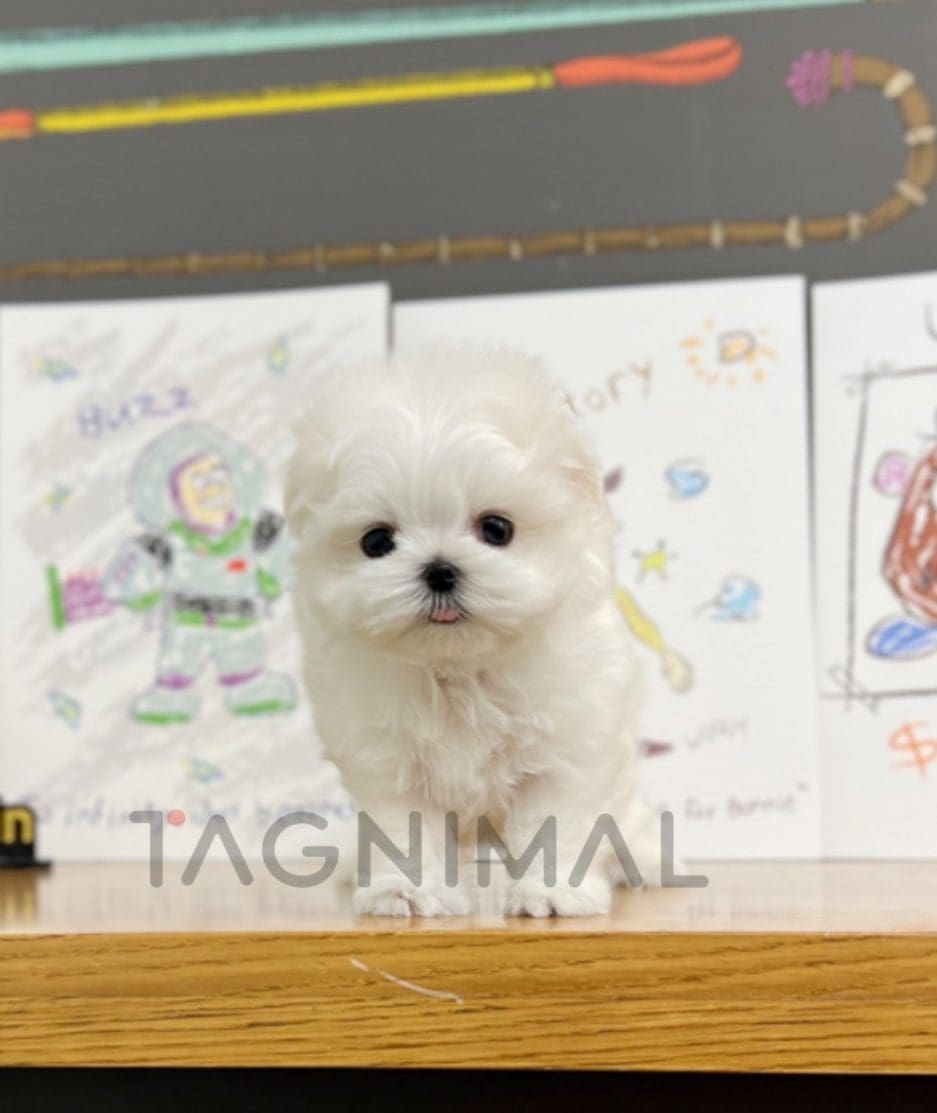 Maltese puppy for sale, dog for sale at Tagnimal